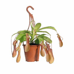 Monkey jar plant