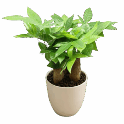 Braided Trunk Good Luck Plant