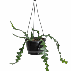 Fishbone Cactus - Disocactus anguliger