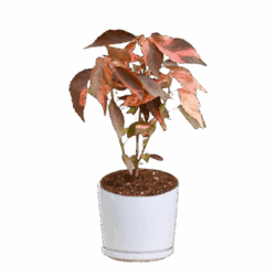 Copper Leaf
