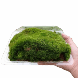 Sphagnum Peat Moss