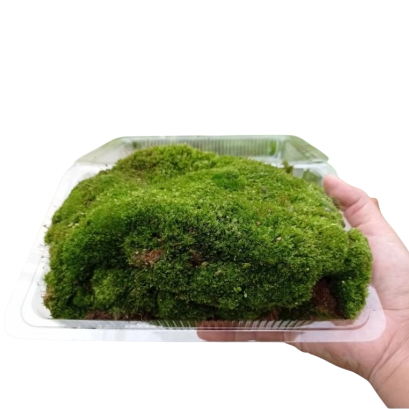 Sphagnum Peat Moss