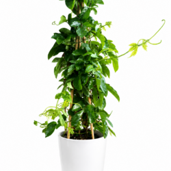 Passion Vine