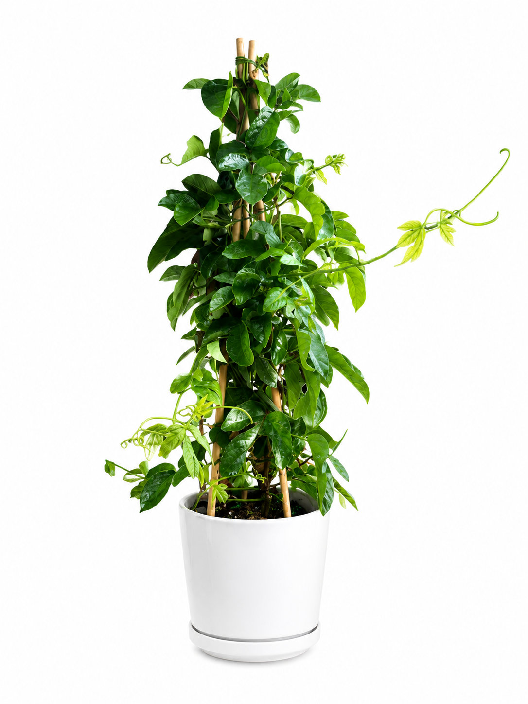 Passion Vine