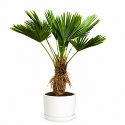 Chinese Windmill Palm