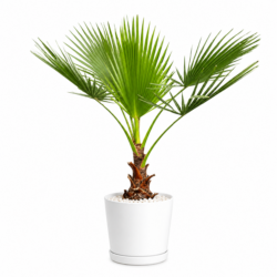 Mexican Fan Palm Tree