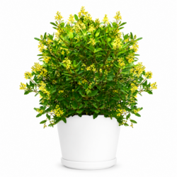 Golden Thryallis