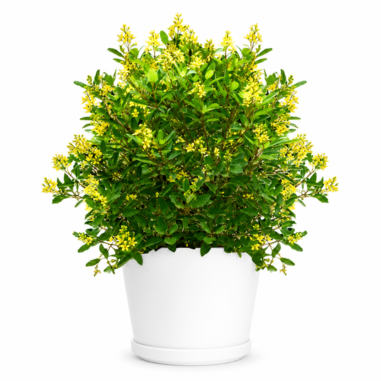 Golden Thryallis