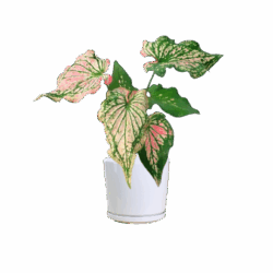 Caladium "Thai Pink"