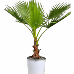 Mexican Fan Palm Tree