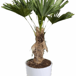 Chinese Windmill Palm