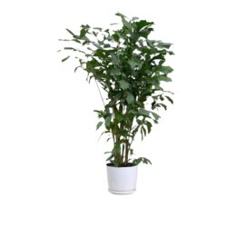 Fishtail palm (Dorothy)