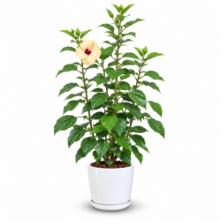 Hibiscus (White)