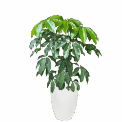 Schefflera Arboracola Green