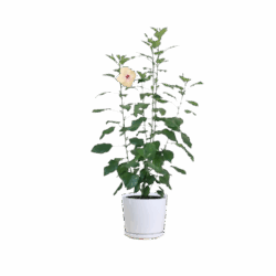 Hibiscus (White)