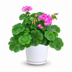 Geranium (Pink)
