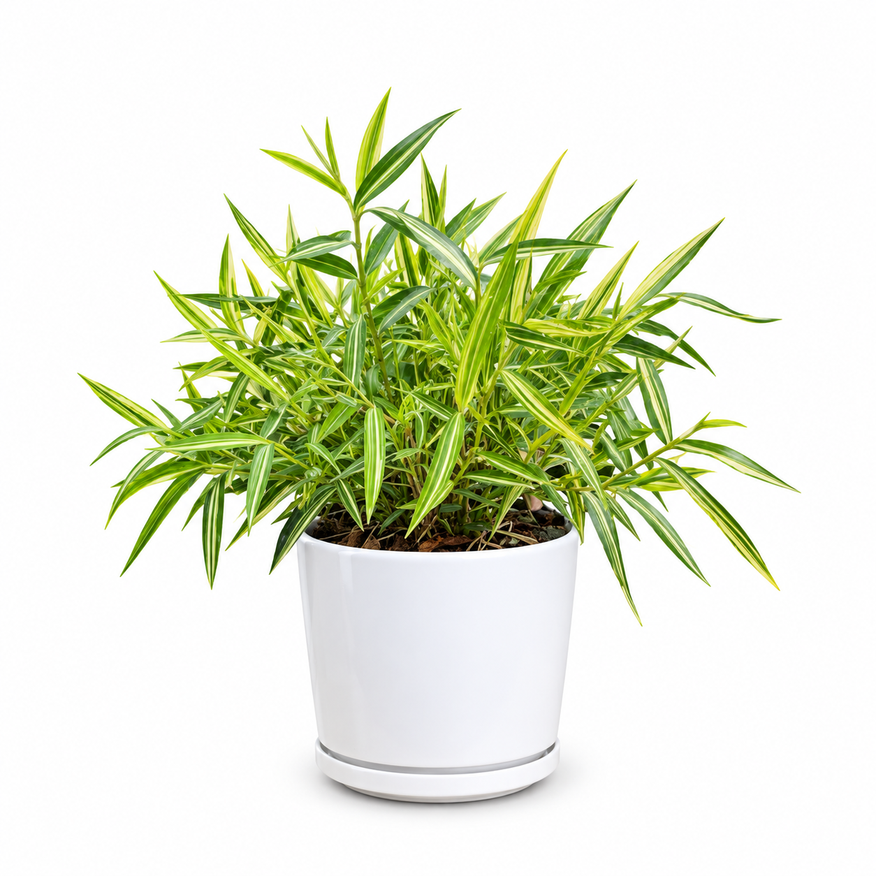 Silver Bamboo