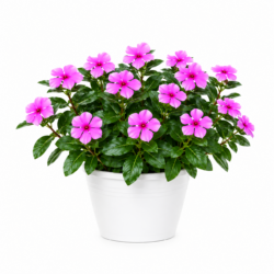 Catharanthus Roseus Pink