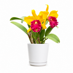 Cattleya Orchid (Yellow with Red Lip)