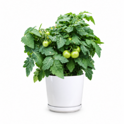 Dwarf Cherry Tomato Plant
