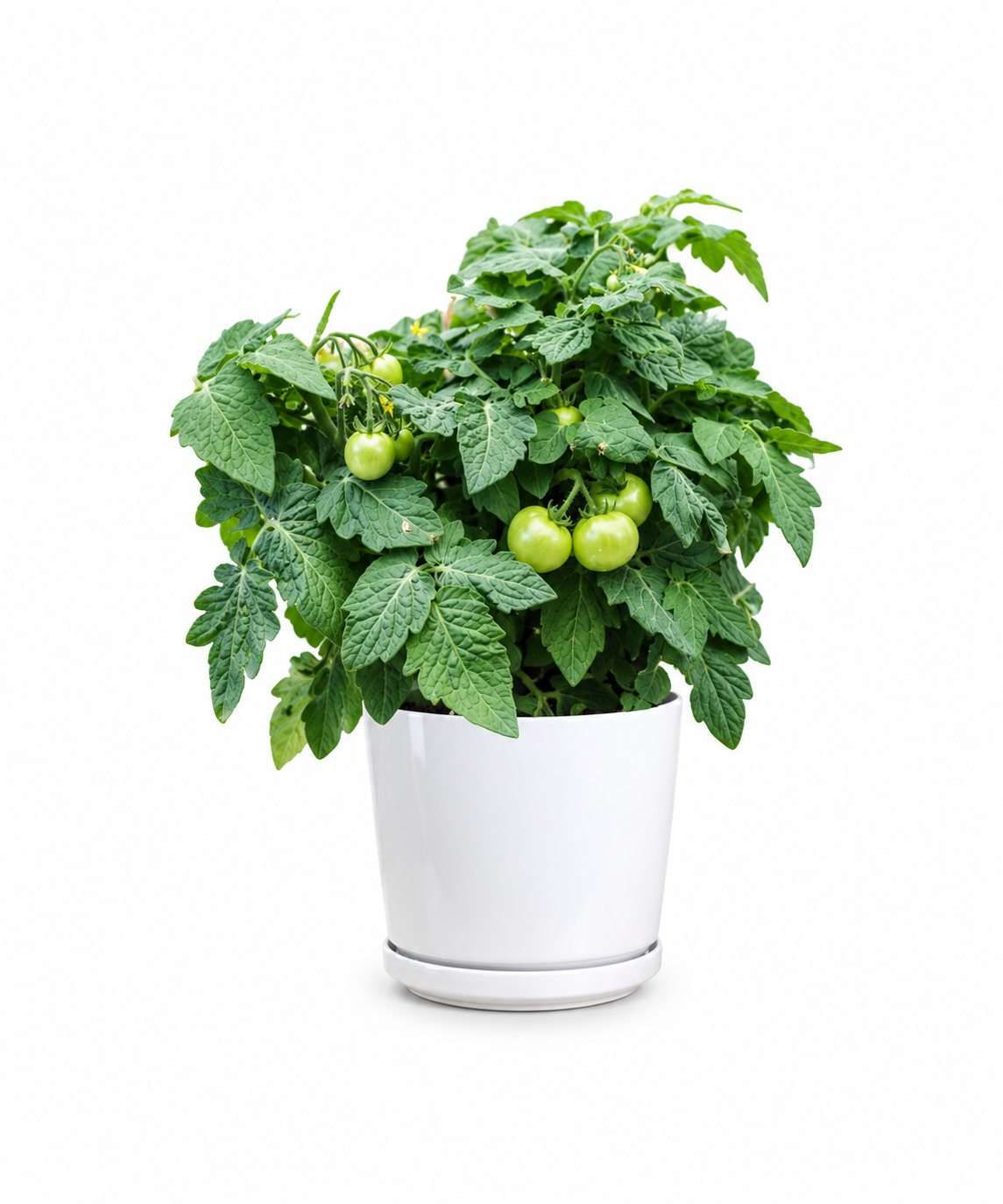 Dwarf Cherry Tomato Plant