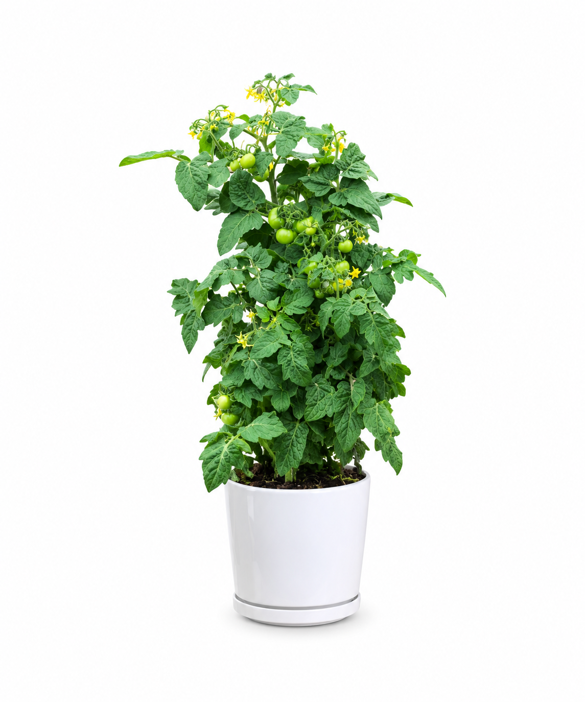 Dwarf Cherry Tomato Plant - Image 3