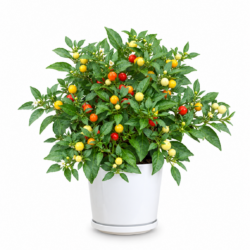 Ornamental Chili Pepper Plant
