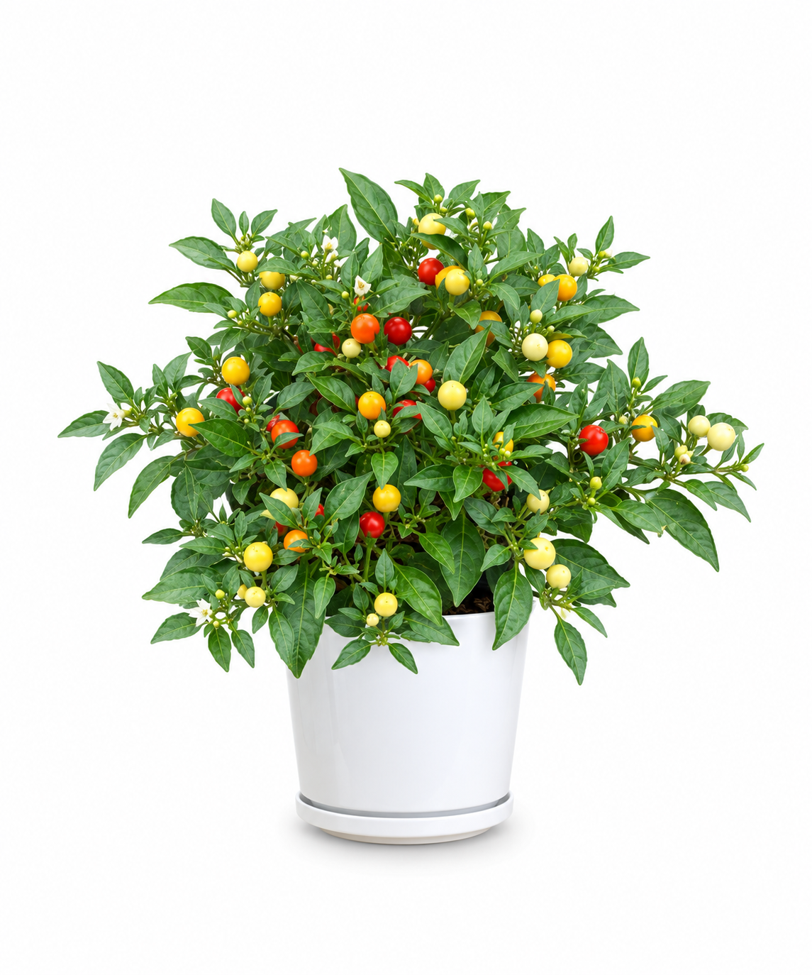Ornamental Chili Pepper Plant