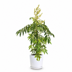 Thai Olive