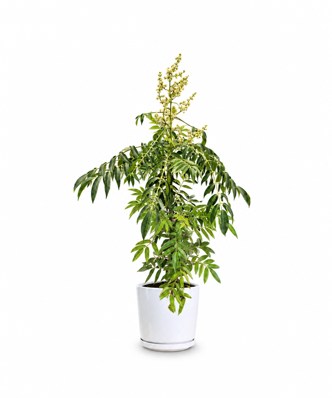 Thai Olive