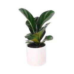 Fiddle Leaf Fig (Baby)