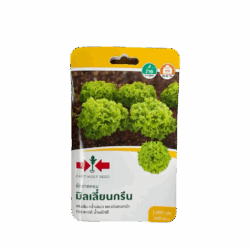 Green Oak Leaf Lettuce Seeds (5,000 Seeds)