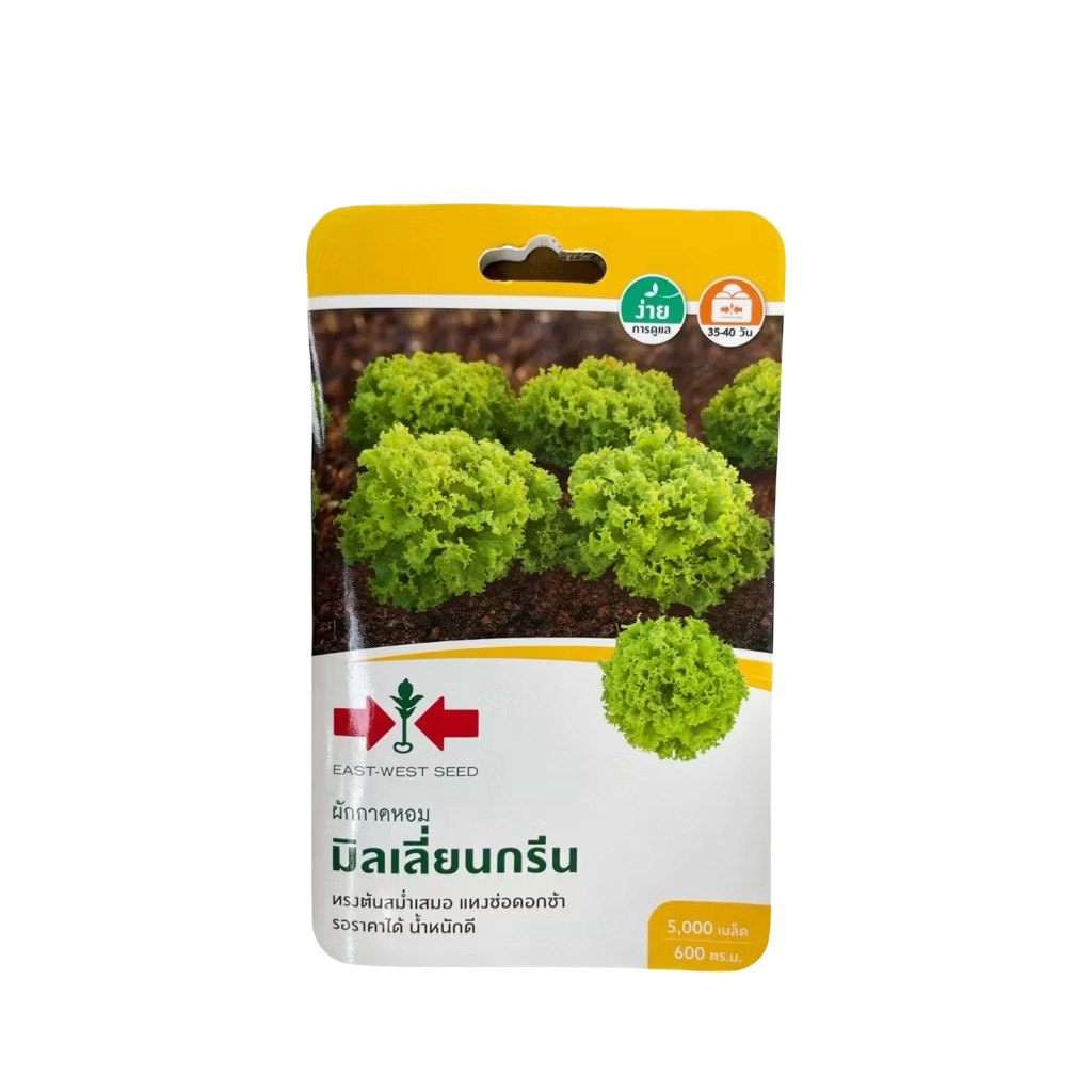 Green Oak Leaf Lettuce Seeds (5,000 Seeds)