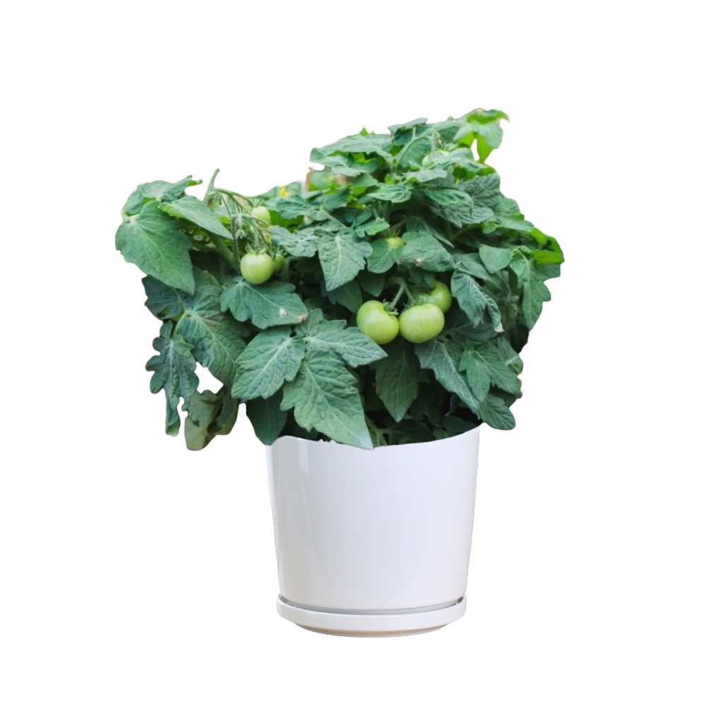 Cherry Tomato Plant