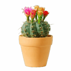 Coryphantha Elephantidens