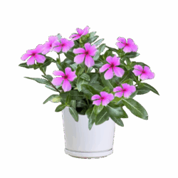 Catharanthus roseus Pink