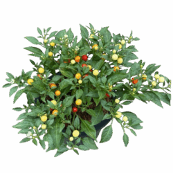 Ornamental Chili Pepper plant