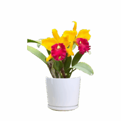 Cattleya Orchid (Yellow with Red Lip)