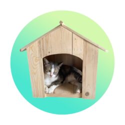 Dog & Cat House