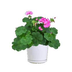 Geranium (Pink)