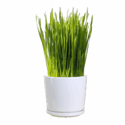 Wheatgrass