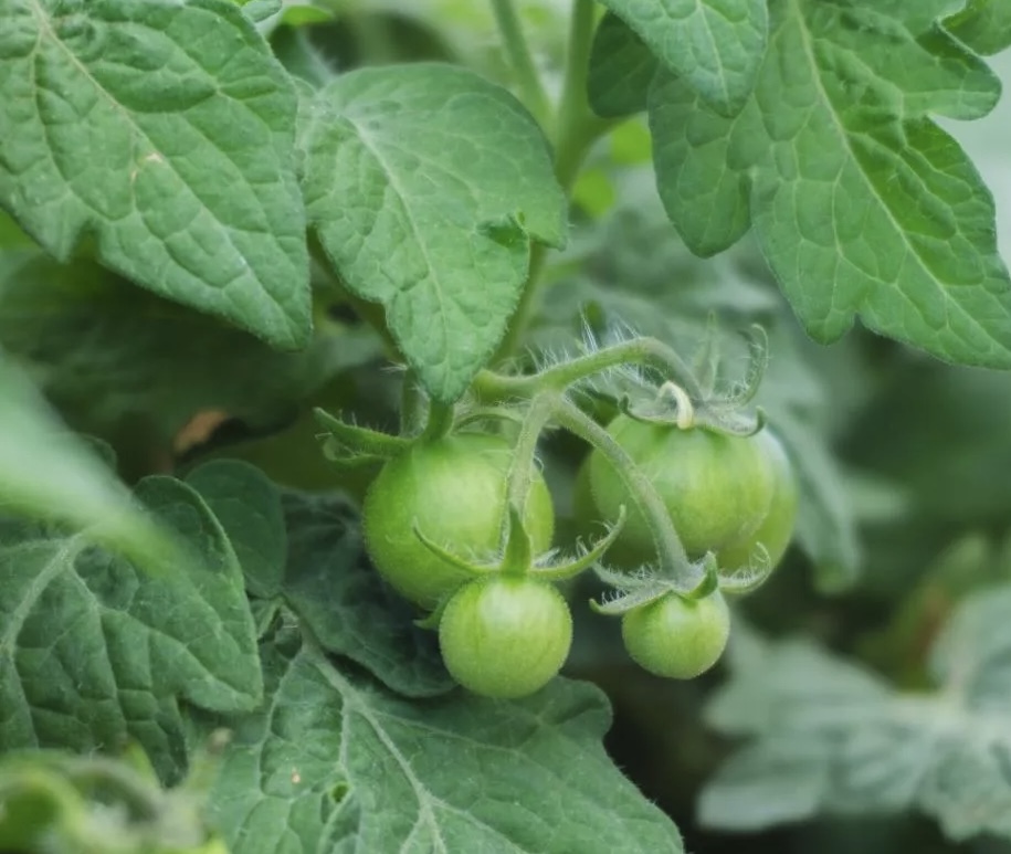 Cherry Tomato Plant - Image 3