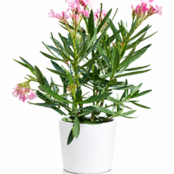 Oleander Nerium (Pink)