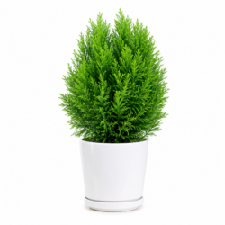 Platycladus (Oriental Arborvitae)