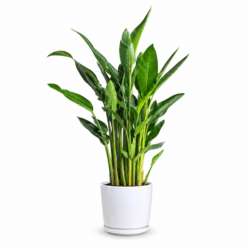 Giant White Bird of Paradise