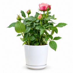 Julia Rose (Itoh Peony)