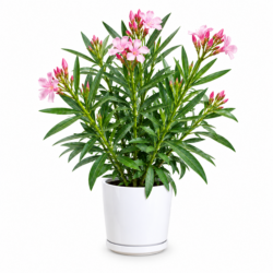 Oleander Nerium (Pink)