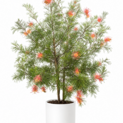Grevillea (Spider Flower Shrub)