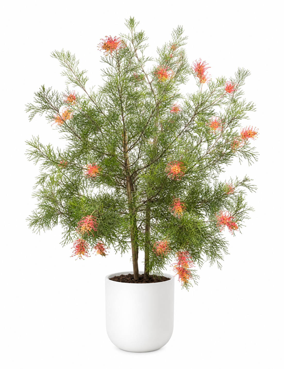 Grevillea (Spider Flower Shrub)