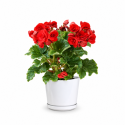 Red Begonia